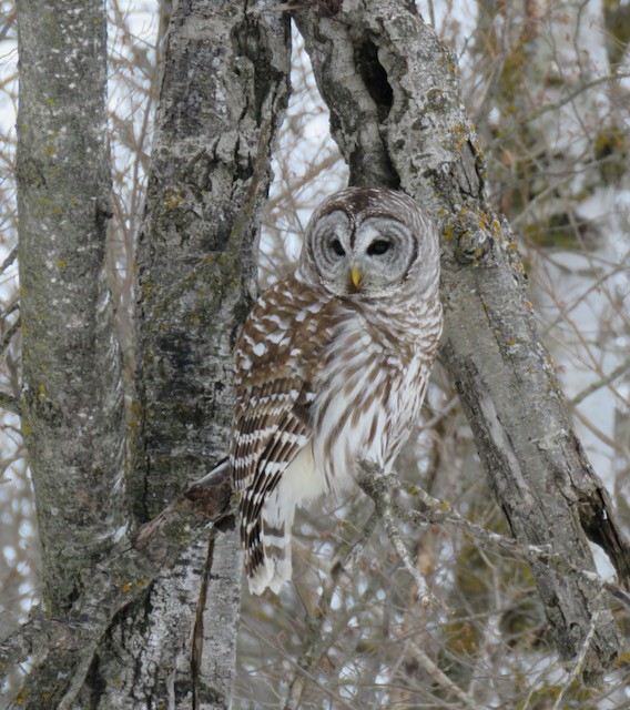 Barred Owl - ML634106840