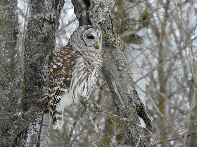 Barred Owl - ML634106841