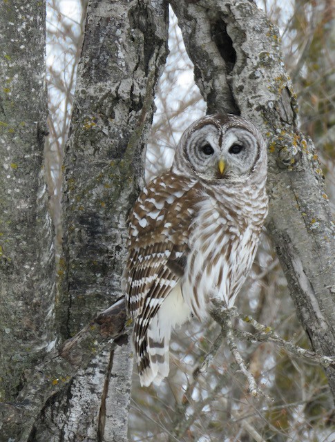 Barred Owl - ML634106842