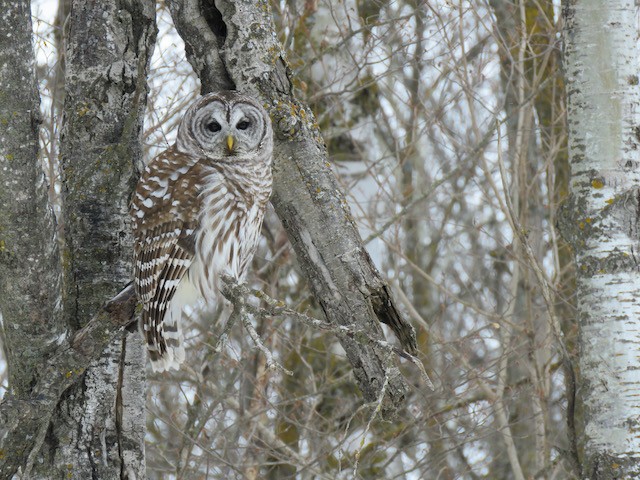 Barred Owl - ML634106843