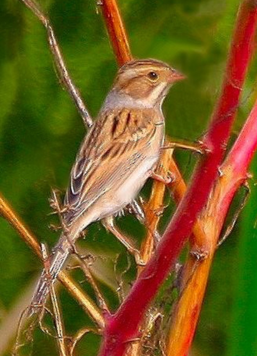 Clay-colored Sparrow - ML634106885