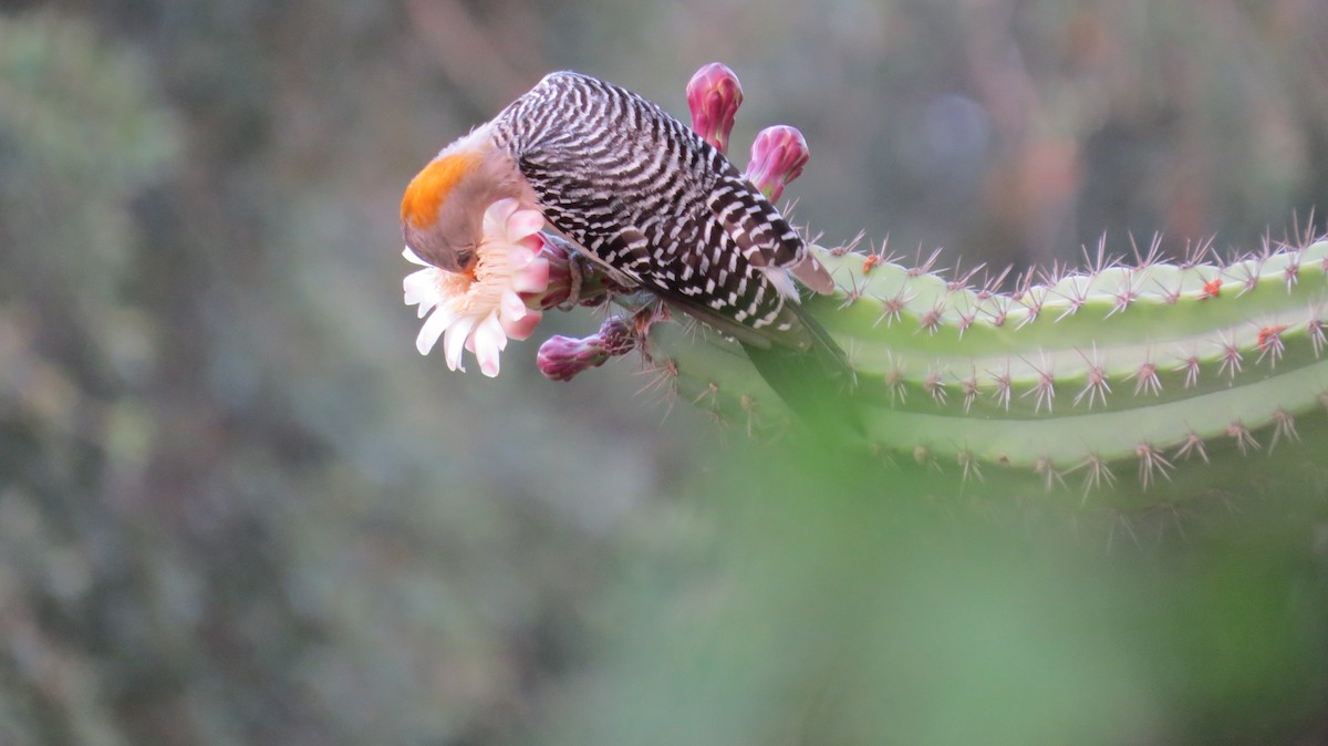 Golden-fronted Woodpecker (Northern) - ML634107014