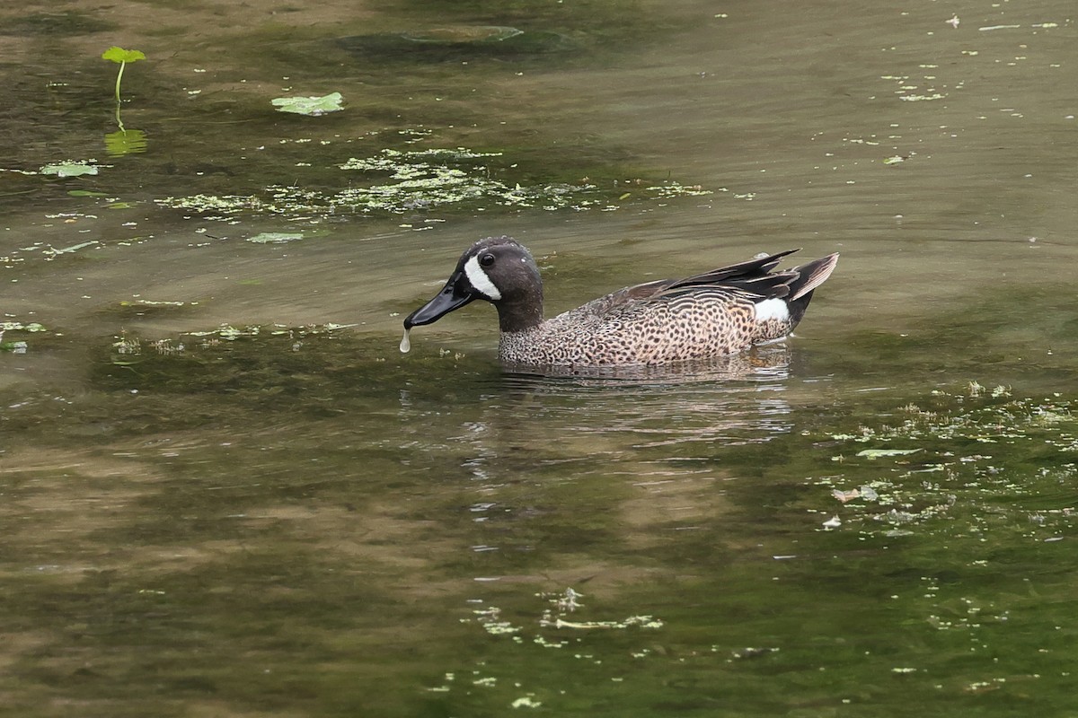Blue-winged Teal - ML634107023