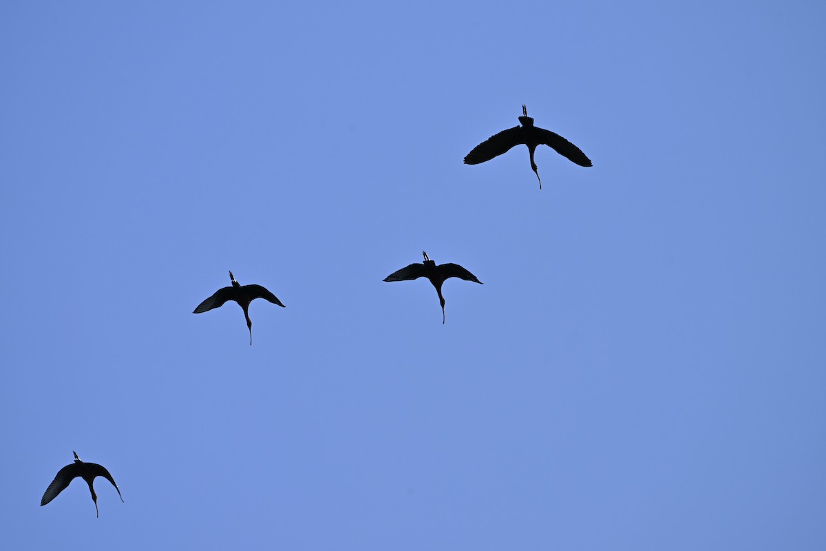 White-faced Ibis - ML634107244