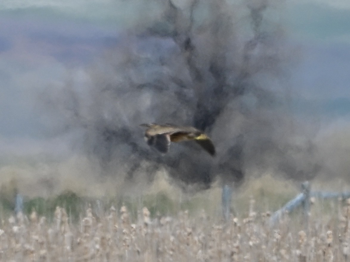 American Bittern - ML634107257