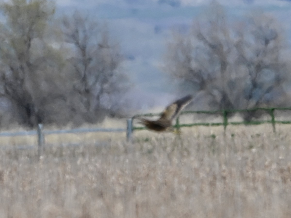 American Bittern - ML634107258