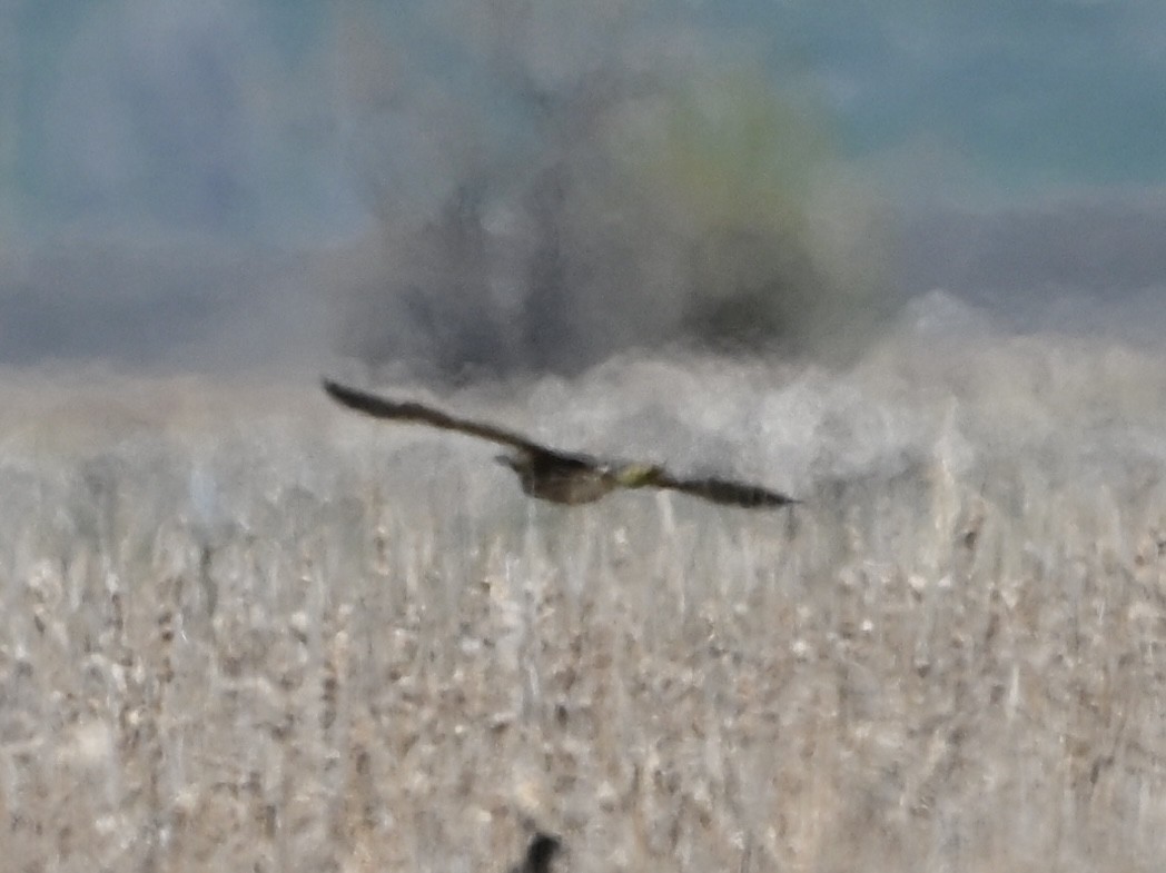 American Bittern - ML634107259