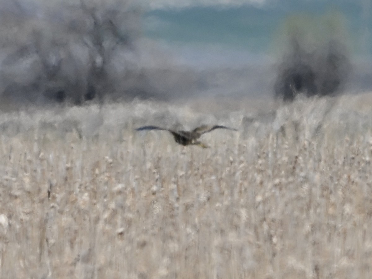 American Bittern - ML634107260