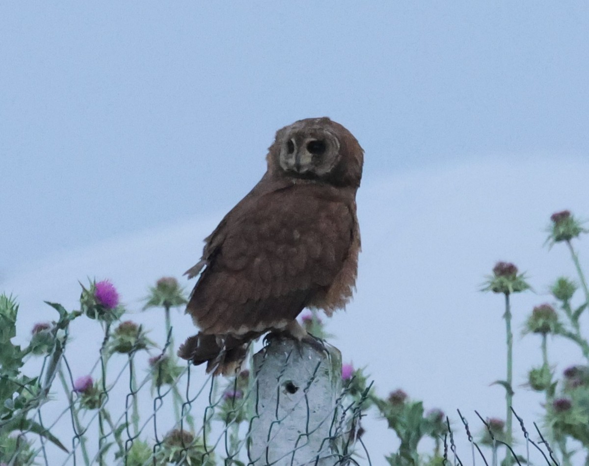 Hibou du Cap - ML634107303