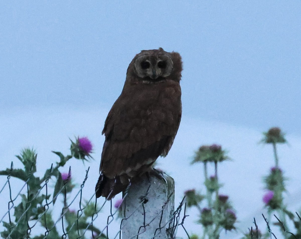 Hibou du Cap - ML634107304