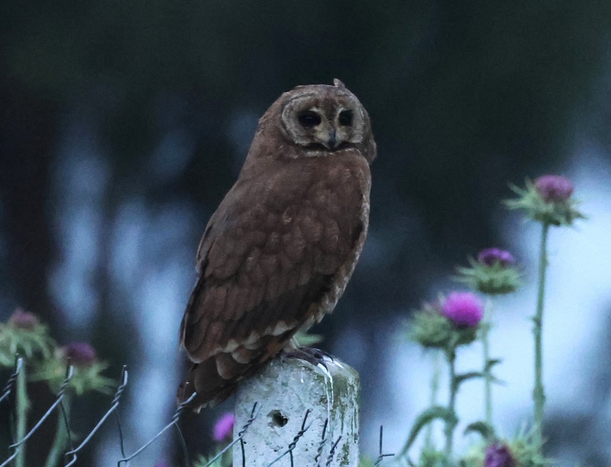 Hibou du Cap - ML634107314