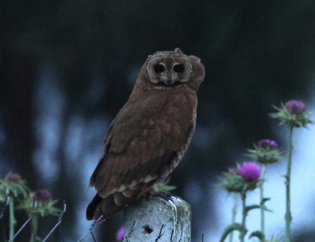 Hibou du Cap - ML634107315