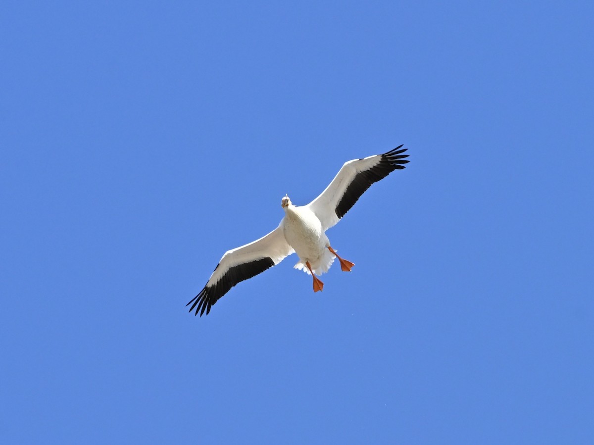 American White Pelican - ML634107335