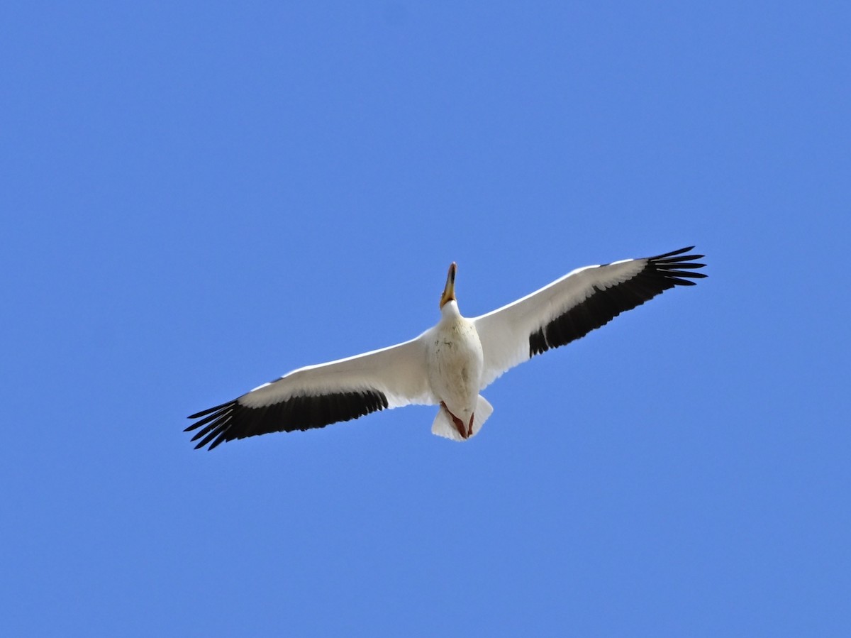 American White Pelican - ML634107336