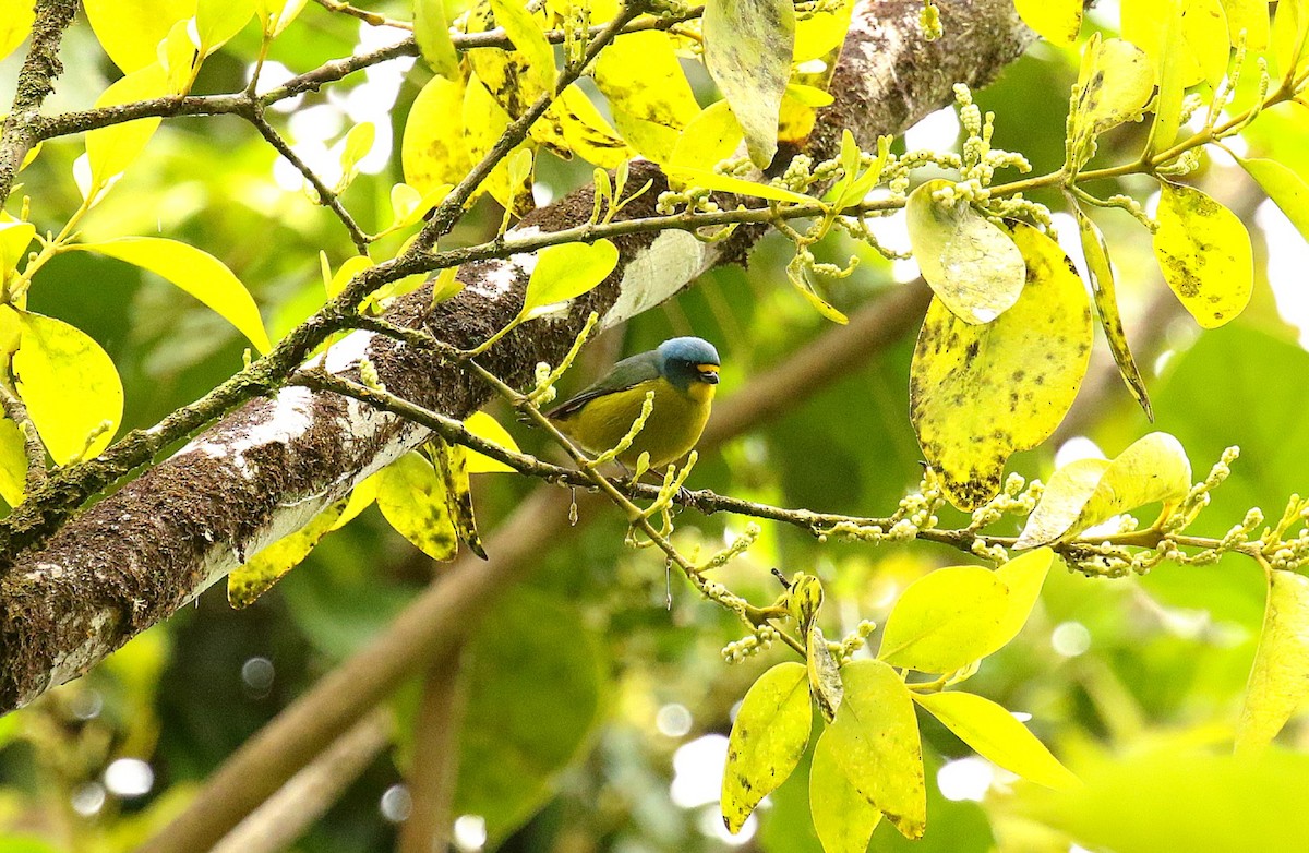 Lesser Antillean Euphonia - ML634107365