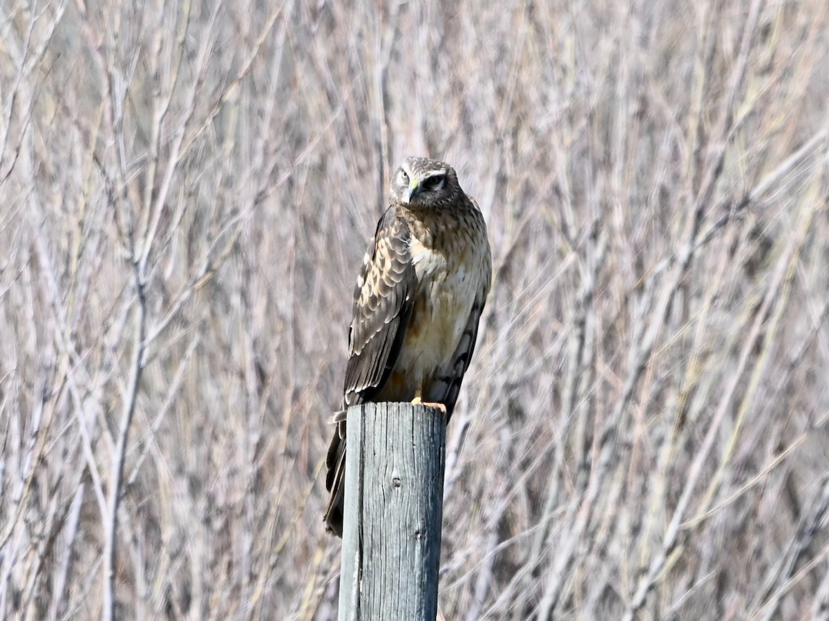 Northern Harrier - ML634107377
