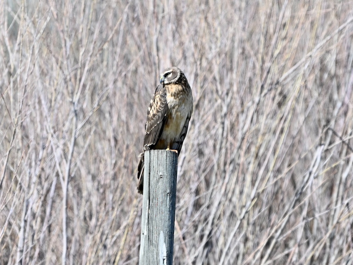 Northern Harrier - ML634107378