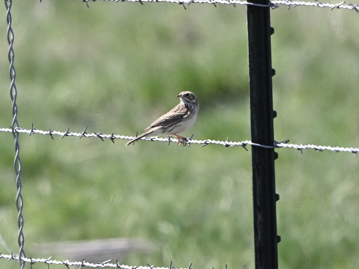 Vesper Sparrow - ML634107395