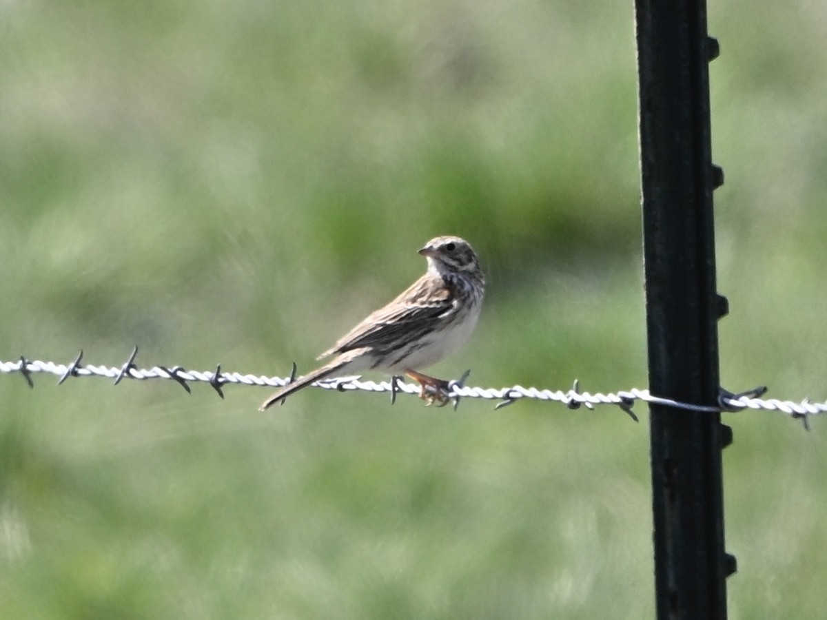 Vesper Sparrow - ML634107396