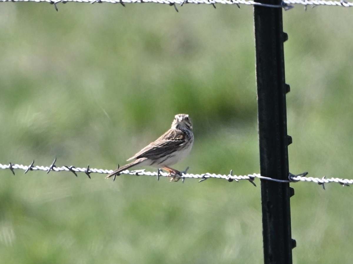 Vesper Sparrow - ML634107397