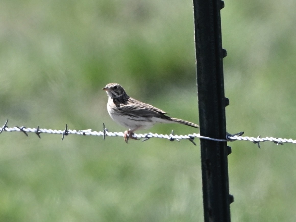 Vesper Sparrow - ML634107398