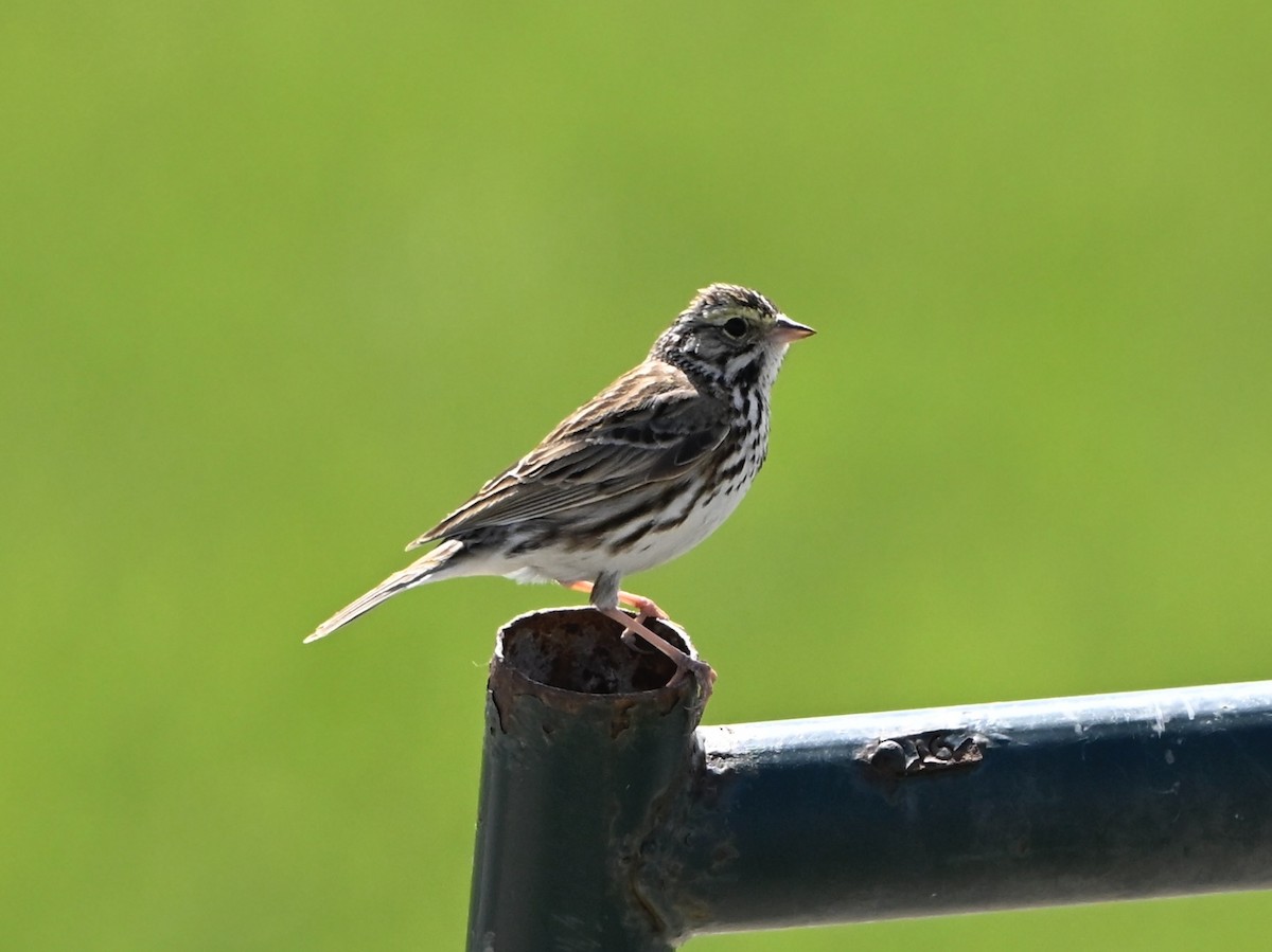 Savannah Sparrow - ML634107420