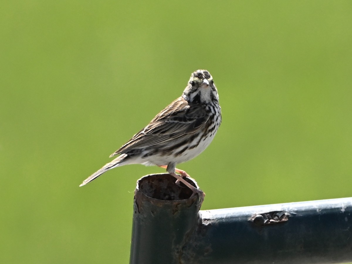 Savannah Sparrow - ML634107421