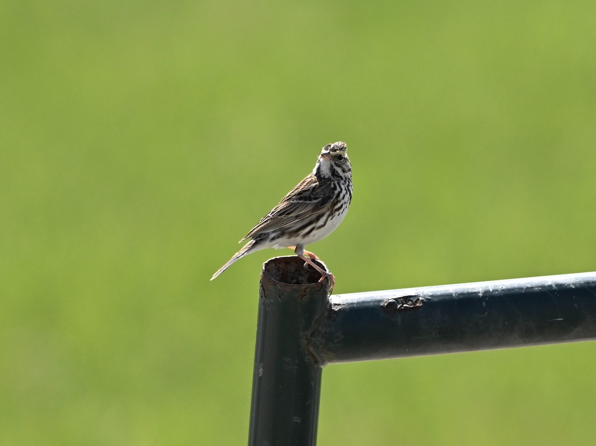 Savannah Sparrow - ML634107422