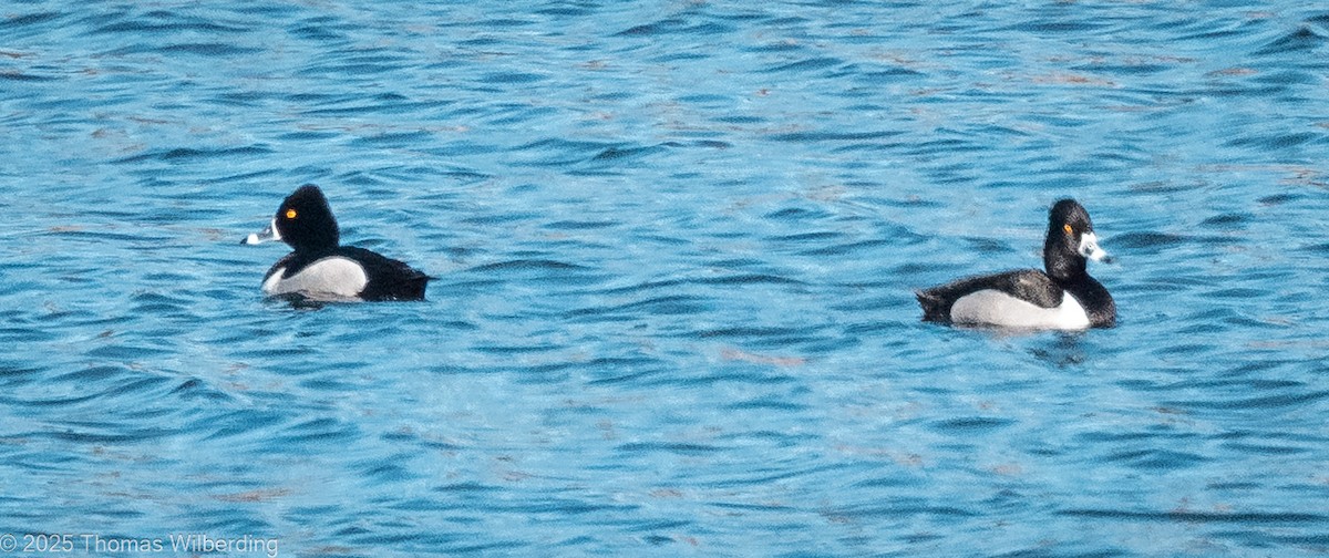 Ring-necked Duck - ML634107430