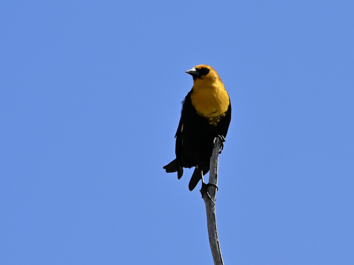 Yellow-headed Blackbird - ML634107431