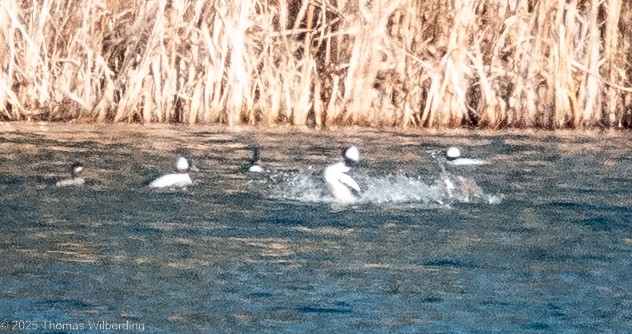 Bufflehead - ML634107458