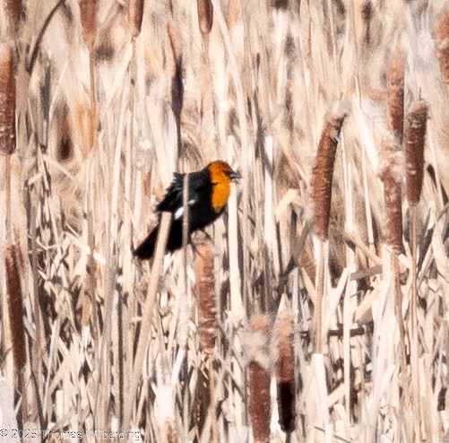 Yellow-headed Blackbird - ML634107483