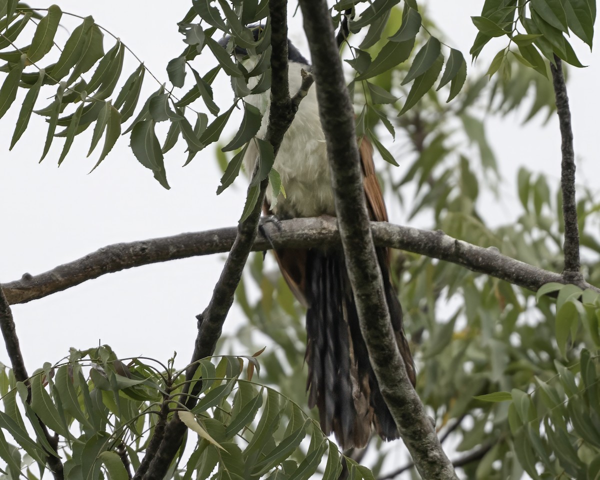 Blue-headed Coucal - ML634107484
