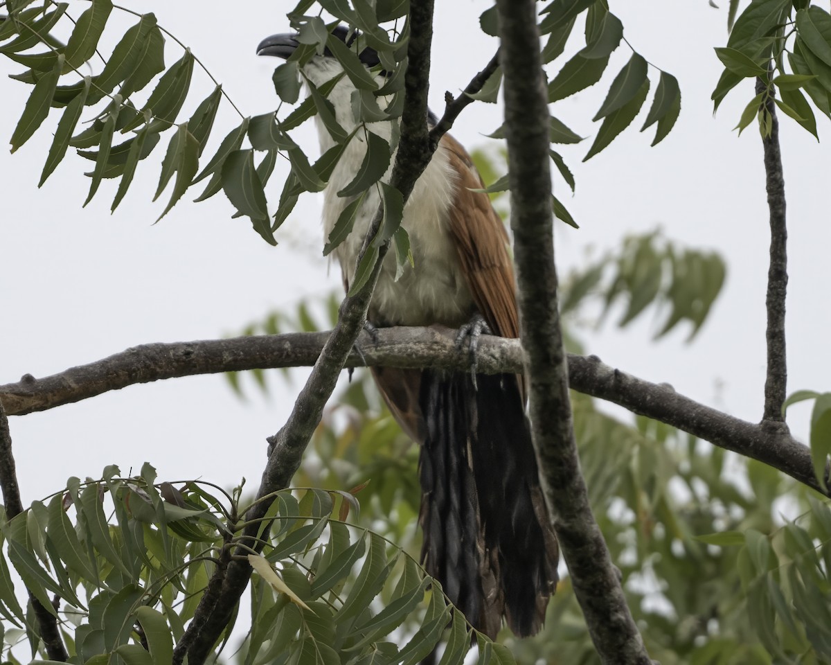 Blue-headed Coucal - ML634107485