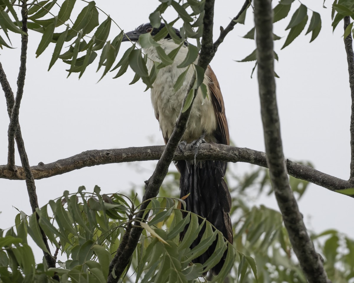Blue-headed Coucal - ML634107487