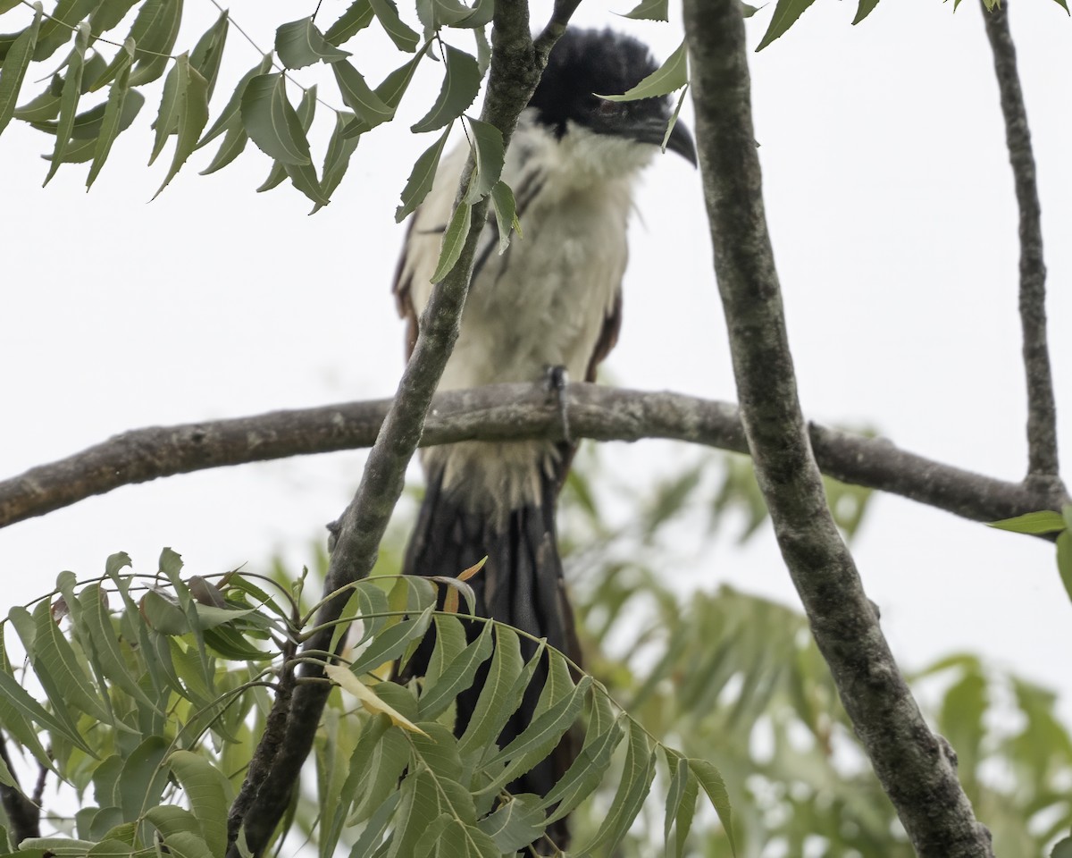 Blue-headed Coucal - ML634107488