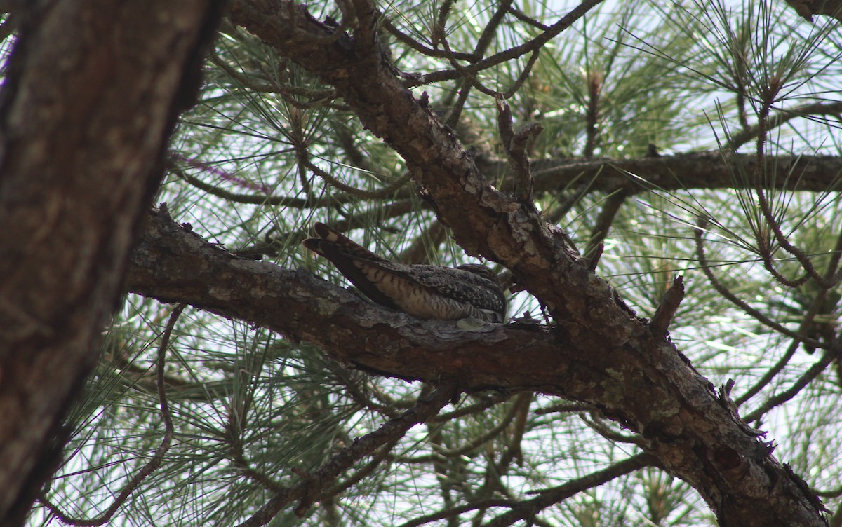 Common Nighthawk - ML634107519