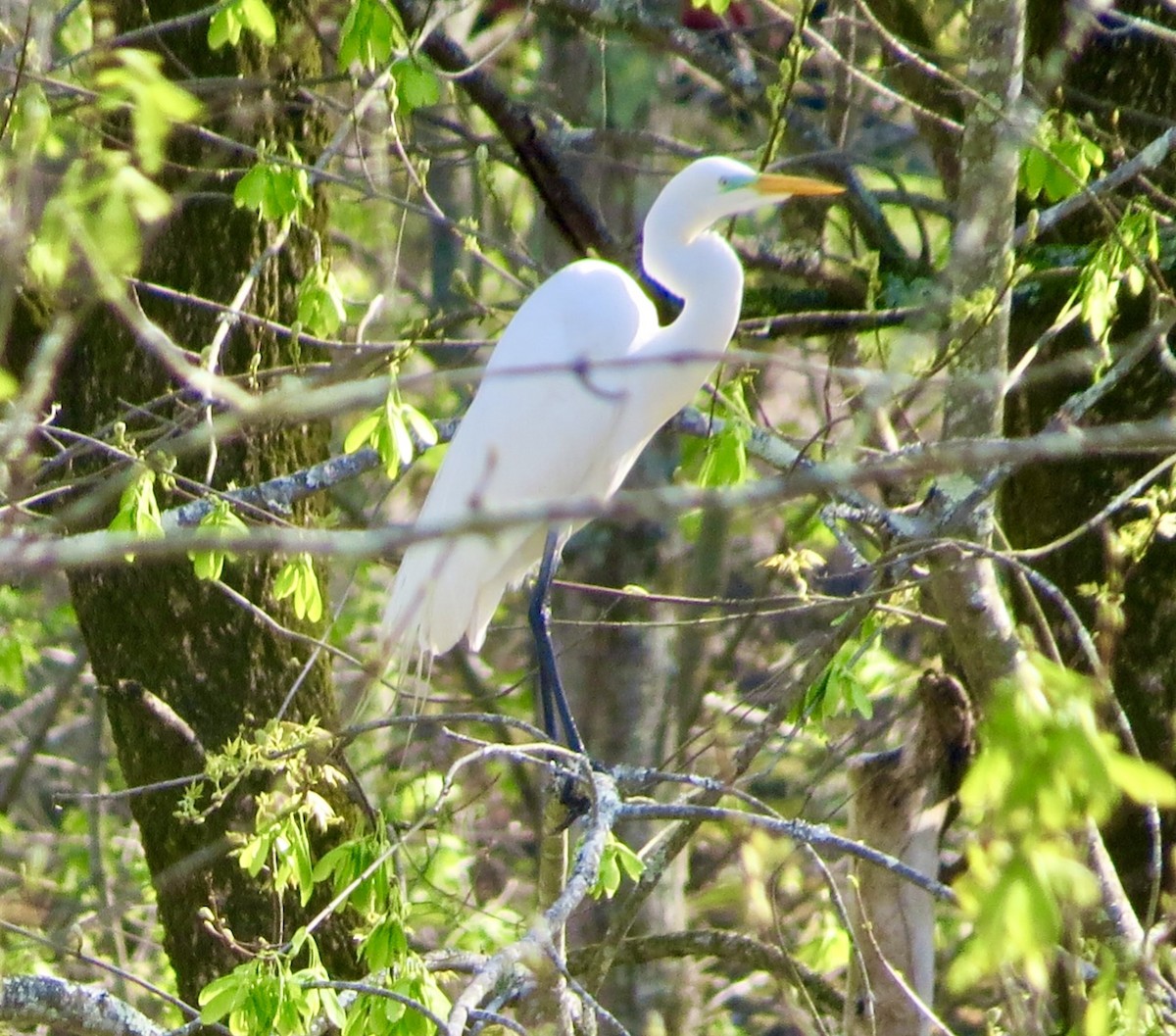 Great Egret - ML634107520