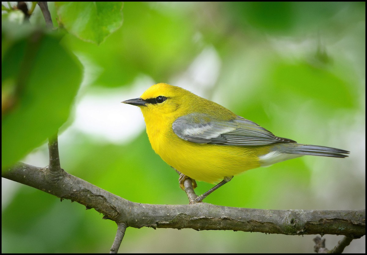 Blue-winged Warbler - Jim Emery