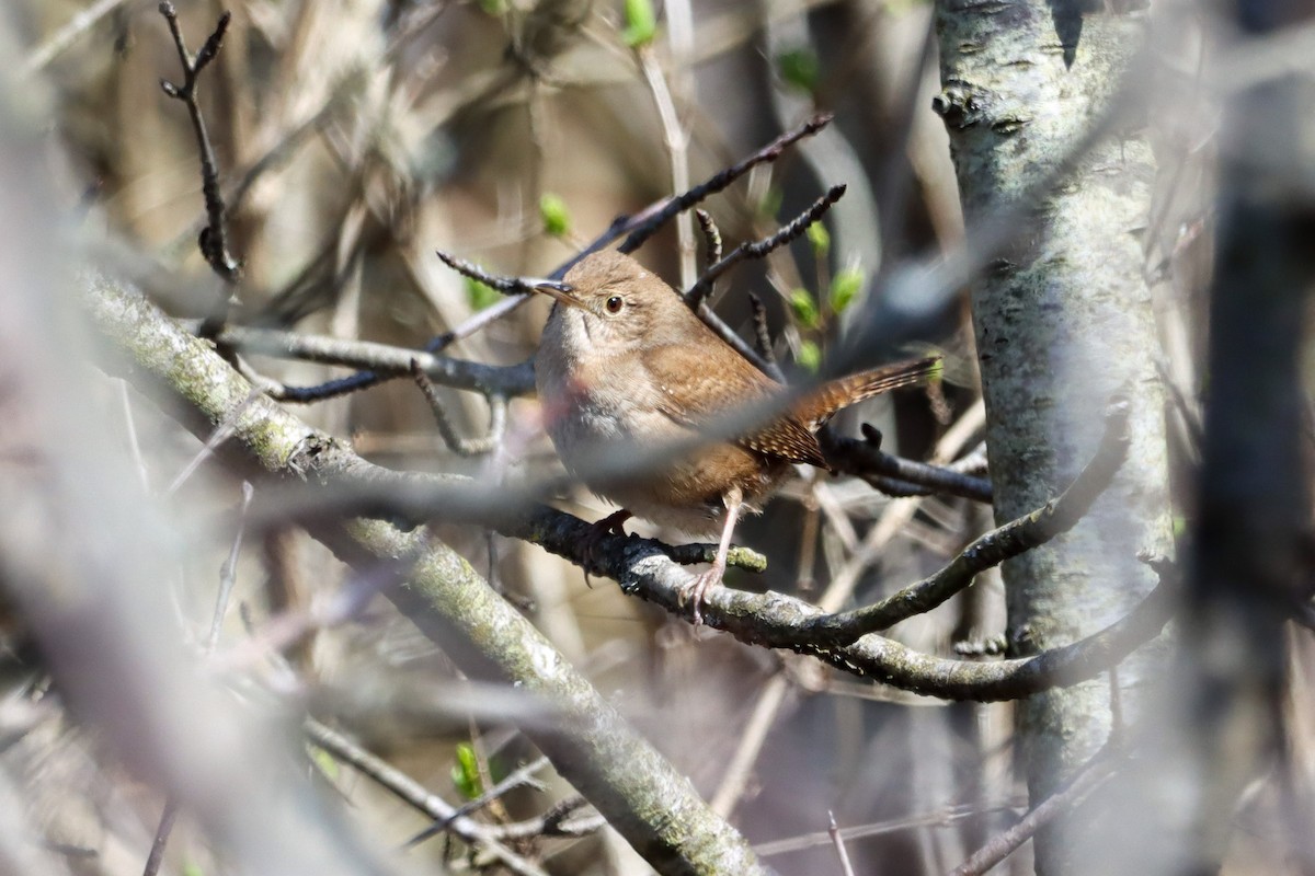 Northern House Wren - ML634107531