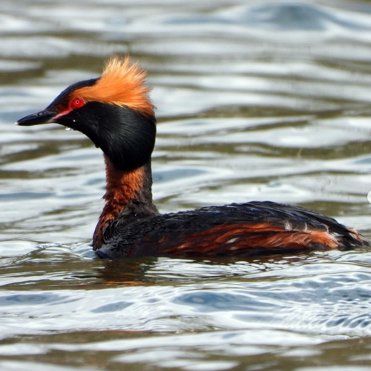 potápka žlutorohá - ML634107544