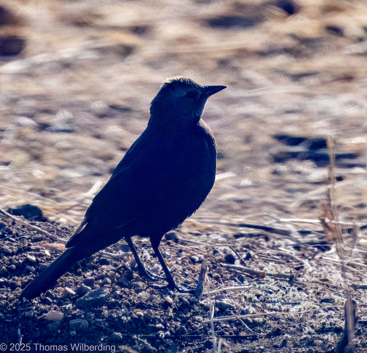 Brewer's Blackbird - ML634107562