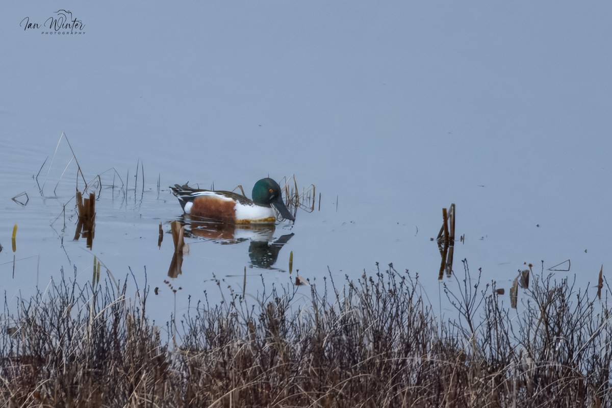 Northern Shoveler - ML634107583