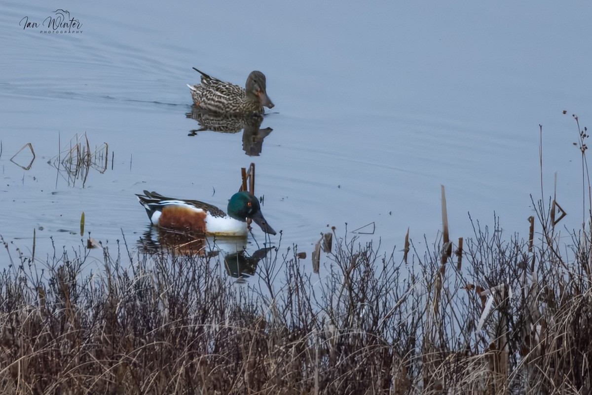 Northern Shoveler - ML634107584
