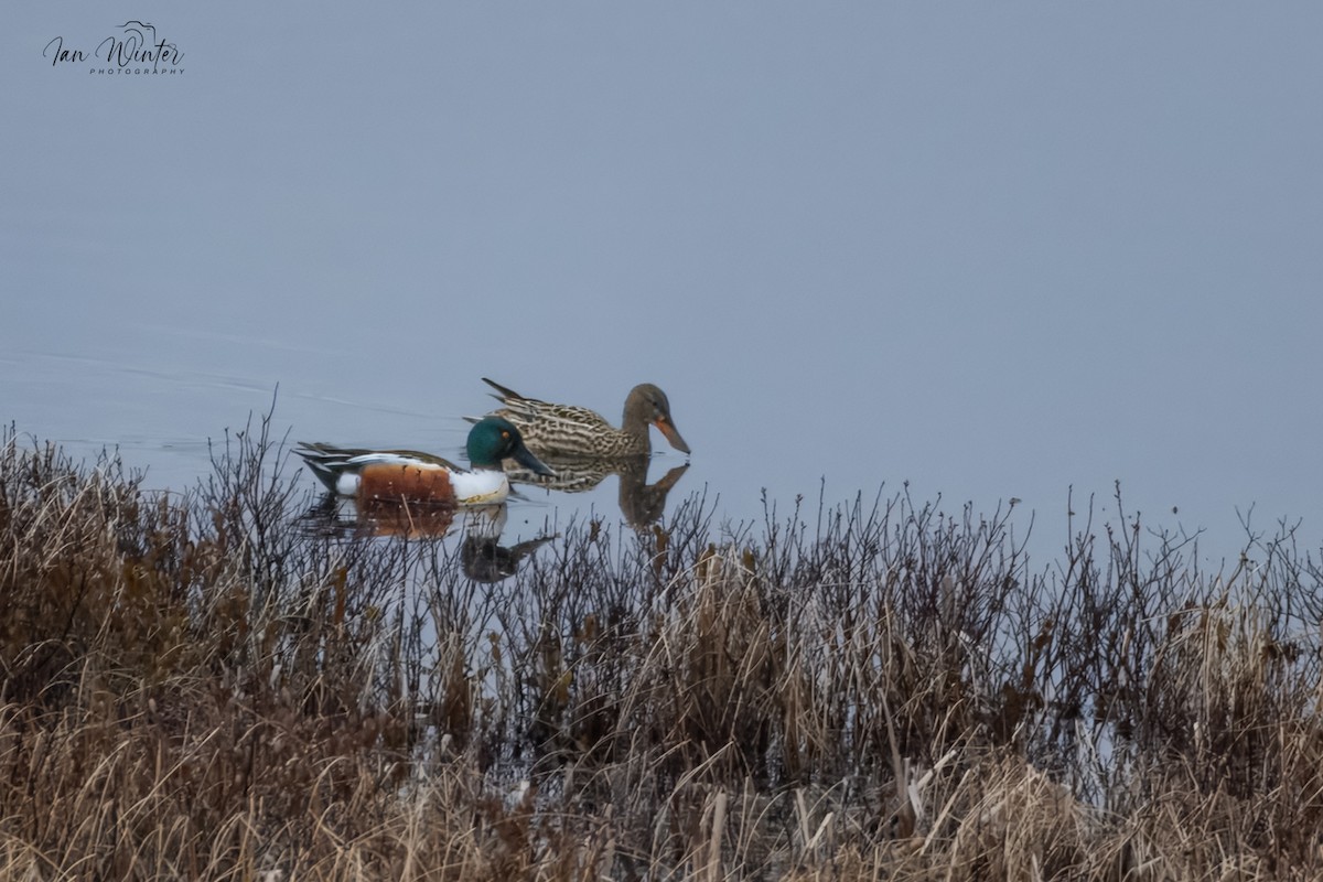 Northern Shoveler - ML634107585