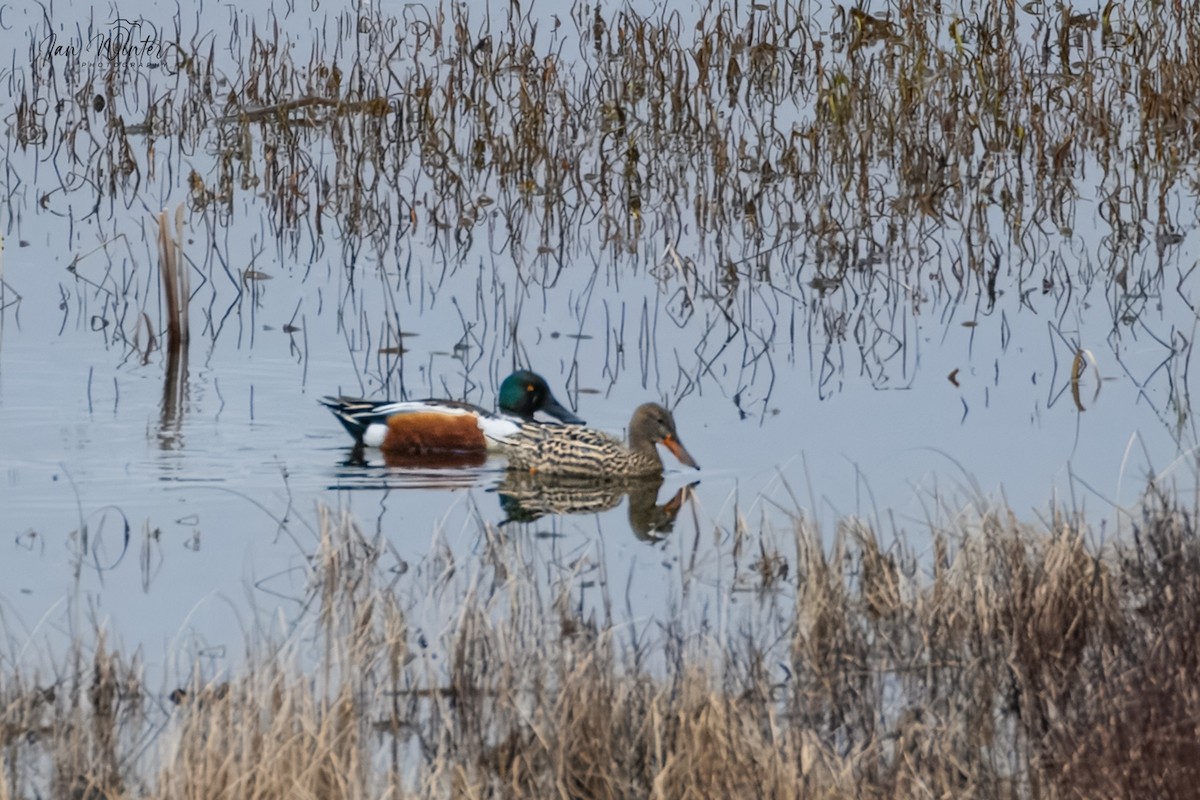 Northern Shoveler - ML634107586