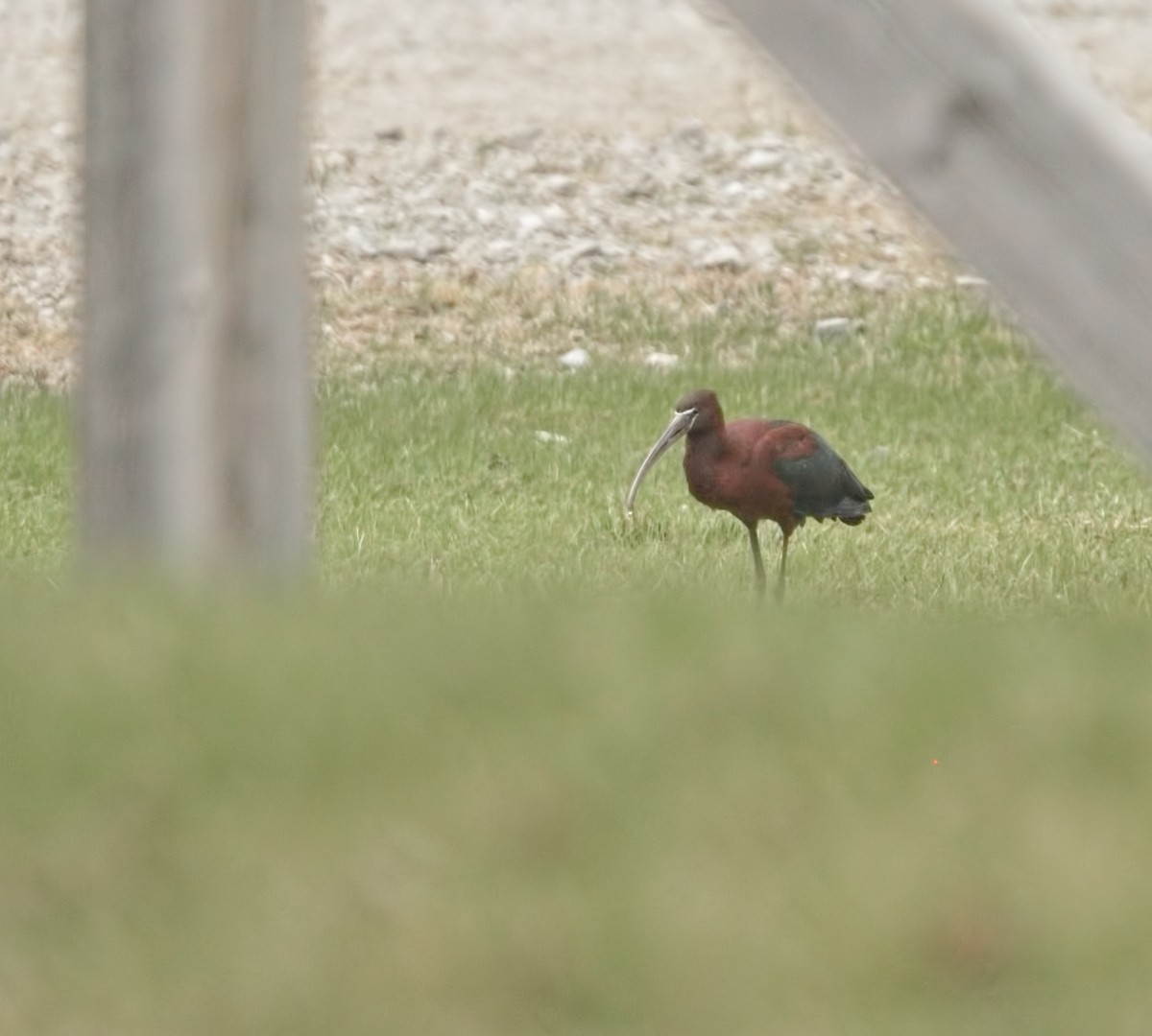 Glossy Ibis - ML634107676