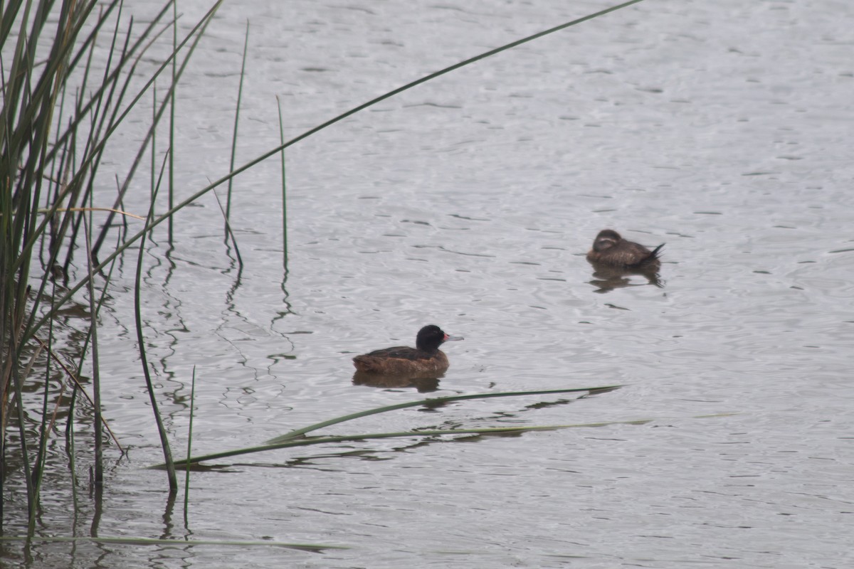 Black-headed Duck - ML634107813