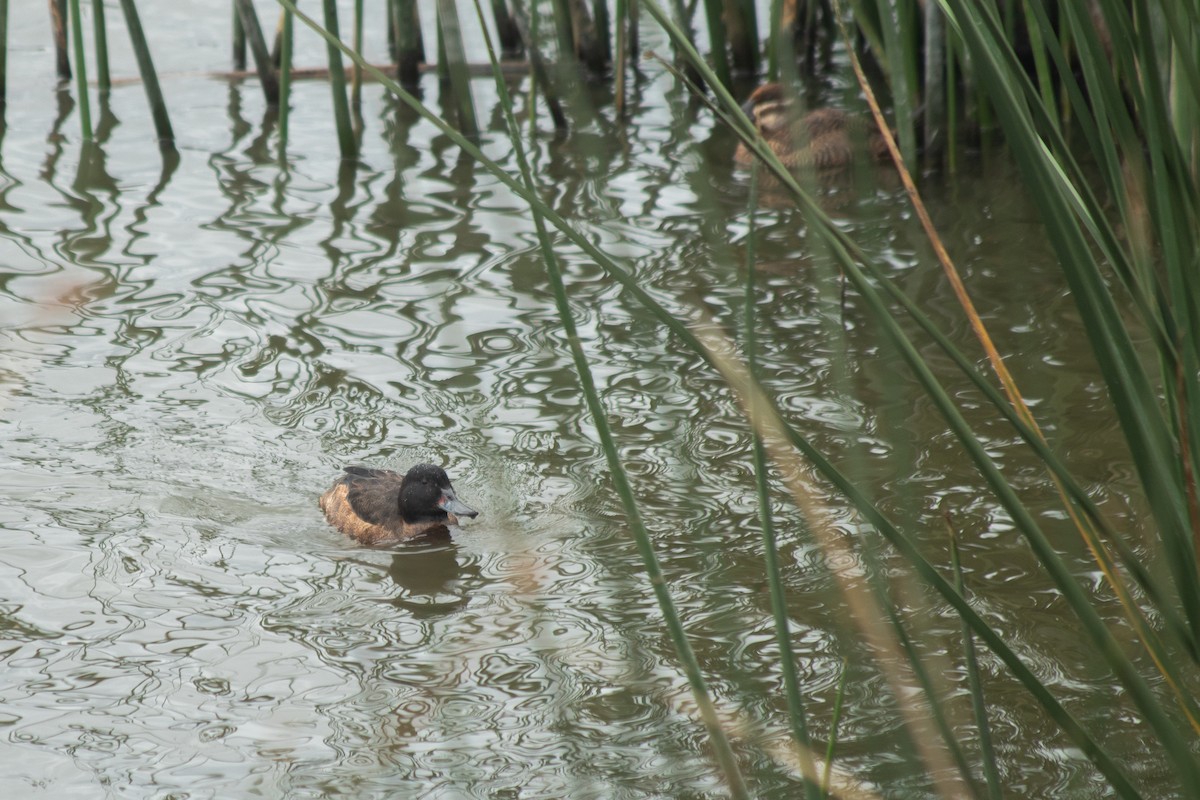 Black-headed Duck - ML634107814