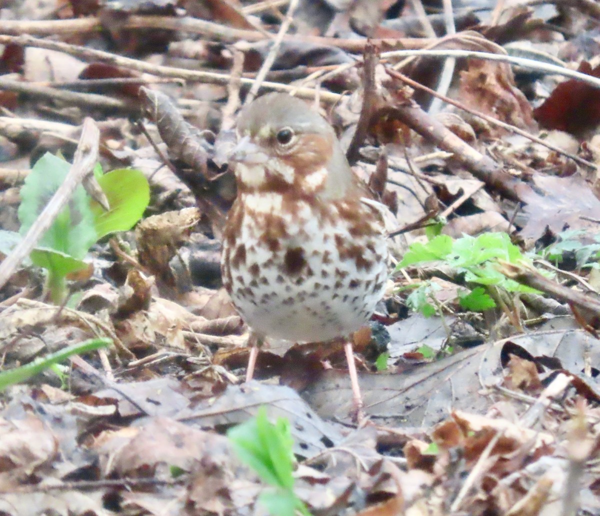 Fox Sparrow (Red) - ML634107861